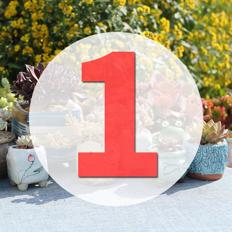 老多肉直播专用链接1号,鲜花速递/花卉仿真/绿植园艺,多肉植物,淘宝优惠券,粉丝福利购,淘宝优惠卷