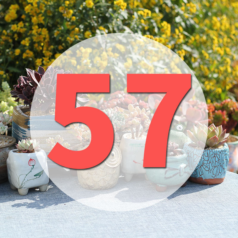 直播专用链57号,鲜花速递/花卉仿真/绿植园艺,花盆,淘宝优惠券,粉丝福利购,淘宝优惠卷