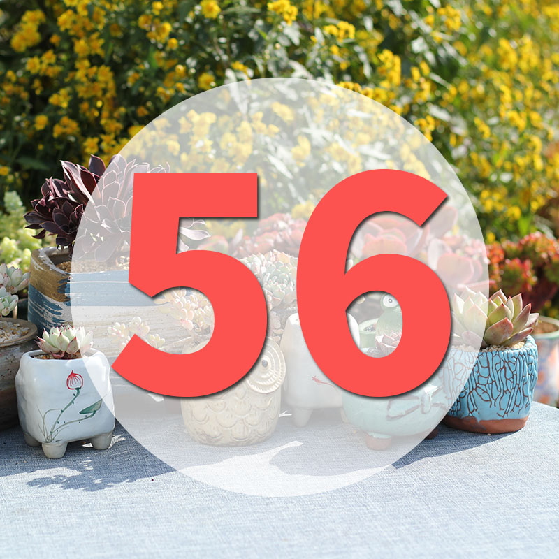 直播阳台美观多肉植物