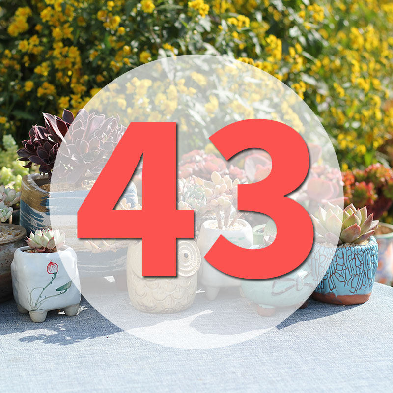 直播专用链接43号,鲜花速递/花卉仿真/绿植园艺,多肉植物,淘宝优惠券,粉丝福利购,淘宝优惠卷