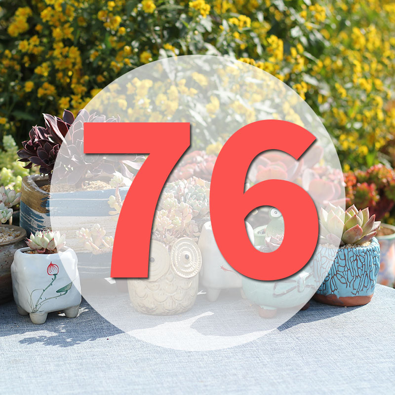 直播阳台美观多肉植物