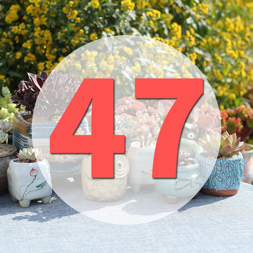 直播阳台美观多肉植物