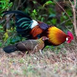 茶花鸡5枚原鸡种蛋受精蛋固始鸡种蛋茶花鸡受精蛋白耳鸡受精种蛋