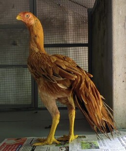 马年斗鸡选大种,开春称霸稳赢。5枚特级受精蛋,90%以上受精率