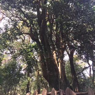 大雪山千年野生古树红茶500克