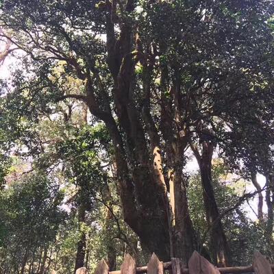 大雪山千年野生古树红茶500克