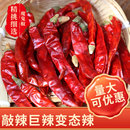 特辣魔鬼椒干辣椒段特香超辣四川特色印度变态辣火锅餐饮商用500g