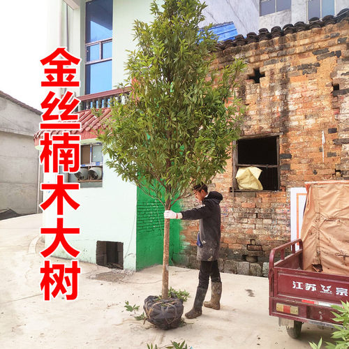 正宗金丝楠木树苗大树