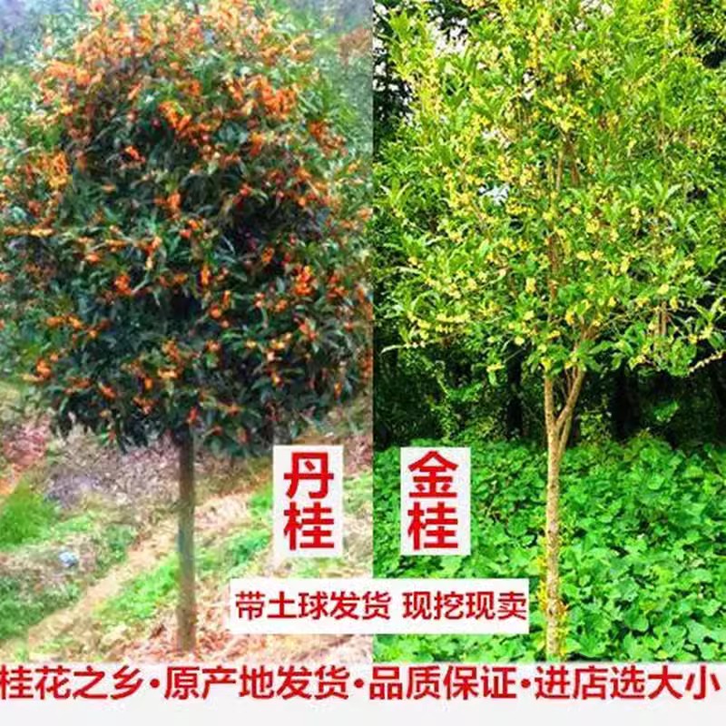 庭院道路地栽盆栽桂花树