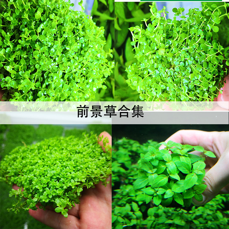 鱼缸草皮素材模板 鱼缸草皮图片下载 小麦优选