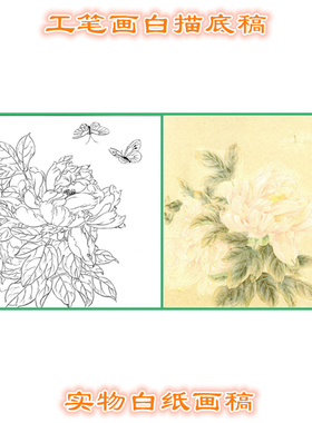 11B26高清大图工笔作业国画牡丹条幅白描线描实物打印稿斗方