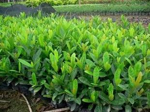 龙船花苗 大叶龙船花 广州品种 英 仙丹花 百日红 高约15~20厘米