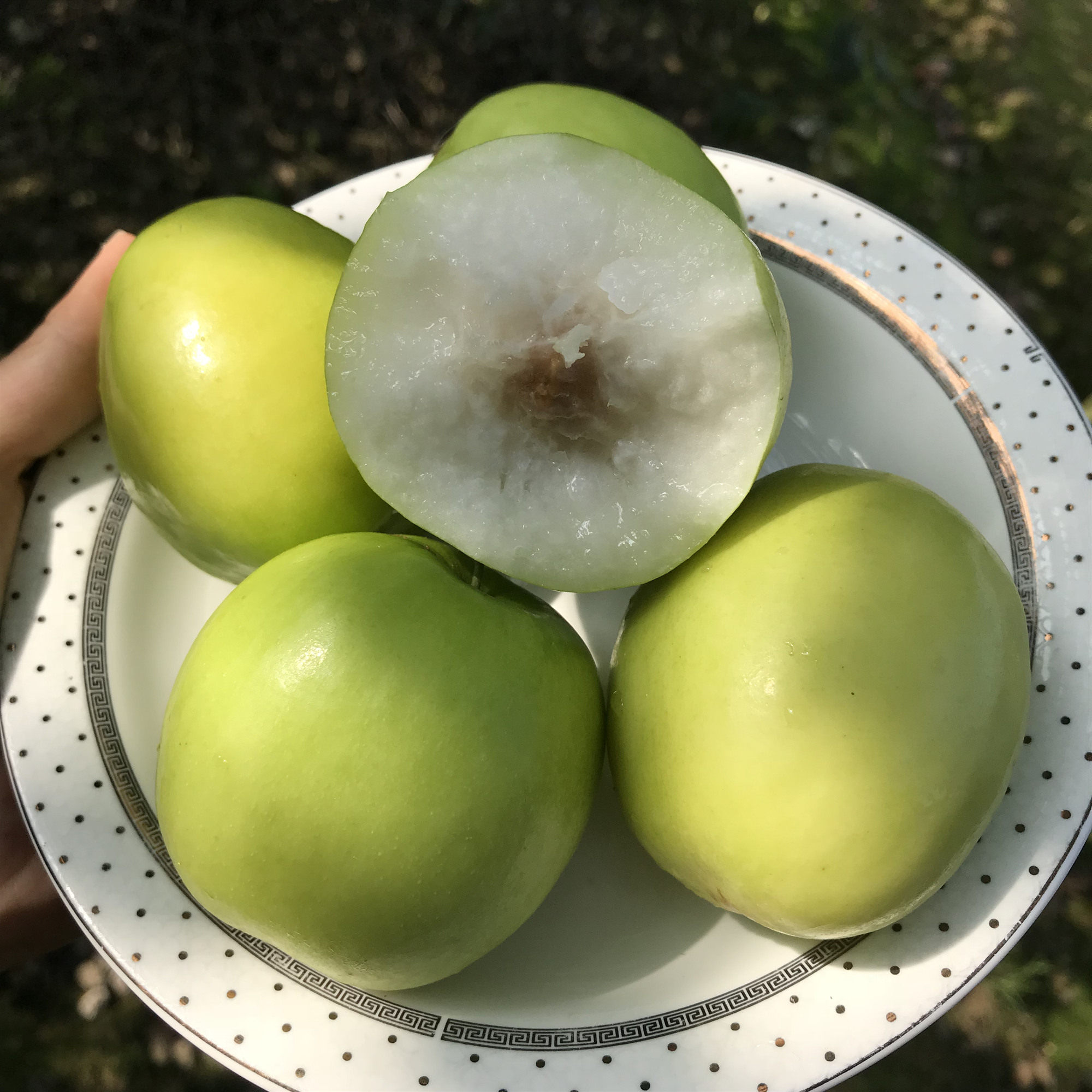 现摘台湾牛奶枣大青枣 特级脆枣枣