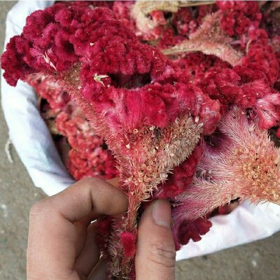 材红鸡冠花1kg 干鸡冠花 红鸡冠花真货