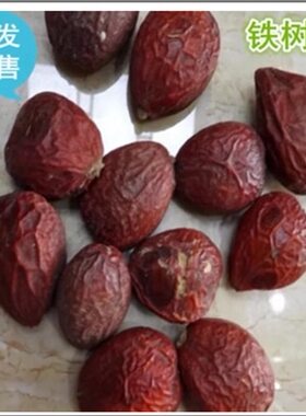 材 铁树果 铁树籽 凤凰蛋 铁铁树子 果实 另有 铁树雄花真货