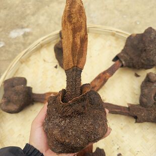 正品文王一支笔 益身百搭茶-核心产区热卖真货好货