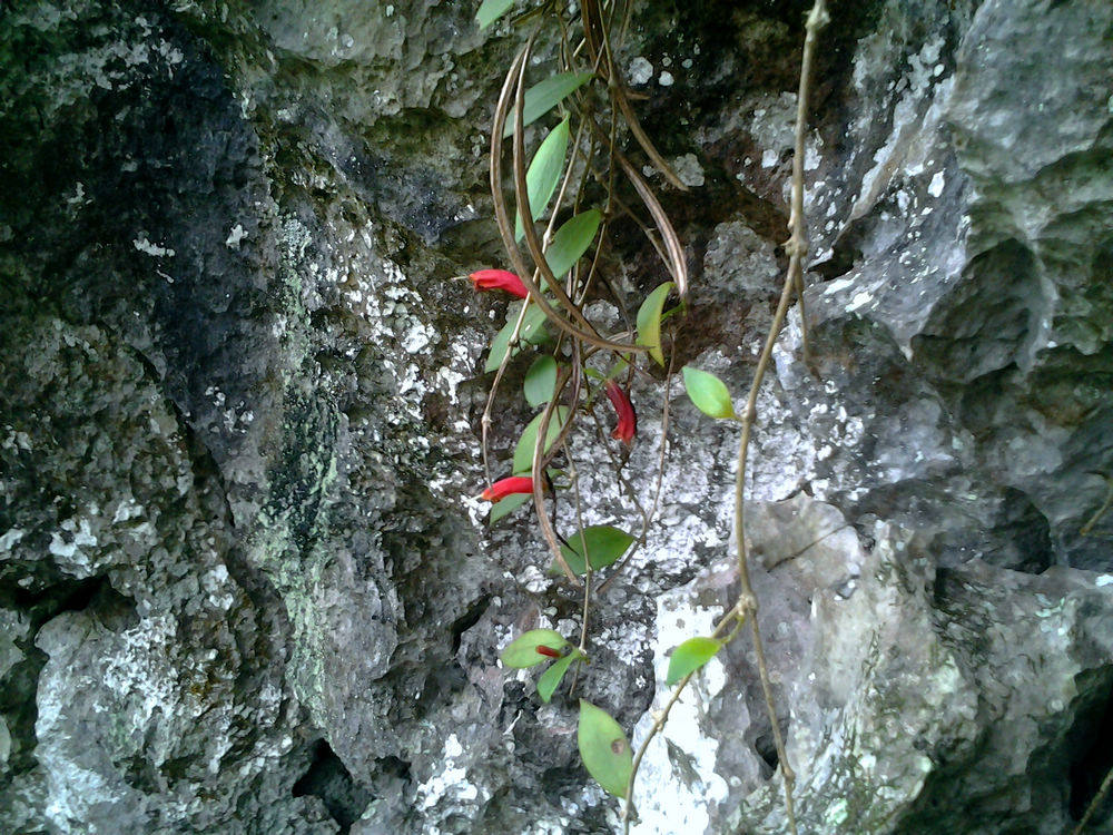 广西原生芒毛苣苔(变种 )苦苣苔 办公桌喜阴原生花卉盆栽绿植.