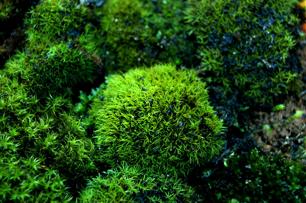 细牛毛藓 苔藓微景观 多肉盆栽生态缸水陆缸热带雨林造景素材绿植