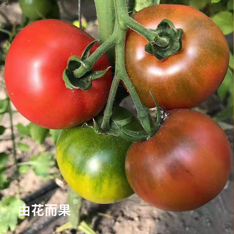 一周排发 熊蜂授粉有种籽 草莓番茄@由花而果 山东海阳