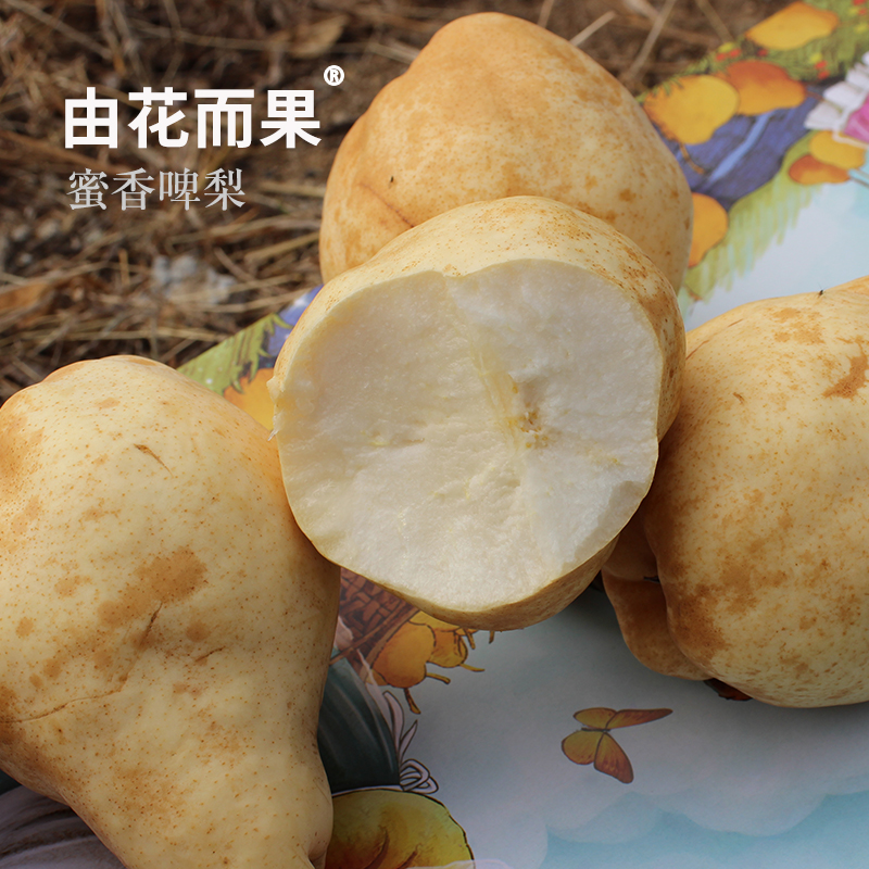 梨花香，抚人心。 茉莉香啤梨@由花而果 农科院新品种软糯滋润