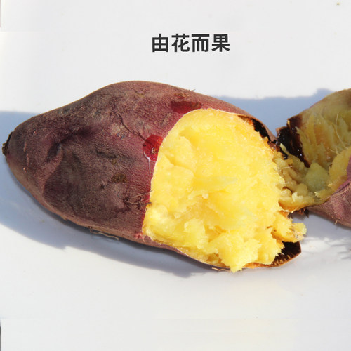 这个冬天因她而甜蜜。 瑶蜜薯@由花而果  薯界天花板 蒸烤皆可