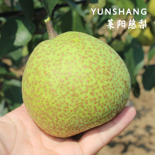 只选100年以上老树 莱阳慈梨@由花而果 独含少儿酸皮糙肉粗酸甜口