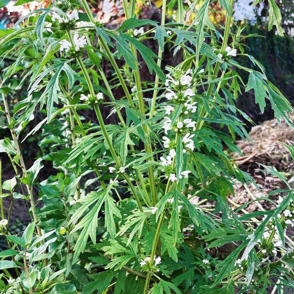 新鲜红花益母草女人草月子草坤草调姨妈草夏至草假茺蔚白花益母草