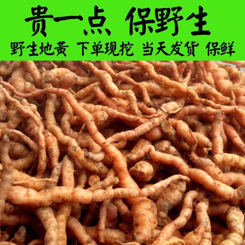 新鲜地黄生地黄地髓鲜怀地黄非熟干地黄地黄根种子可种植