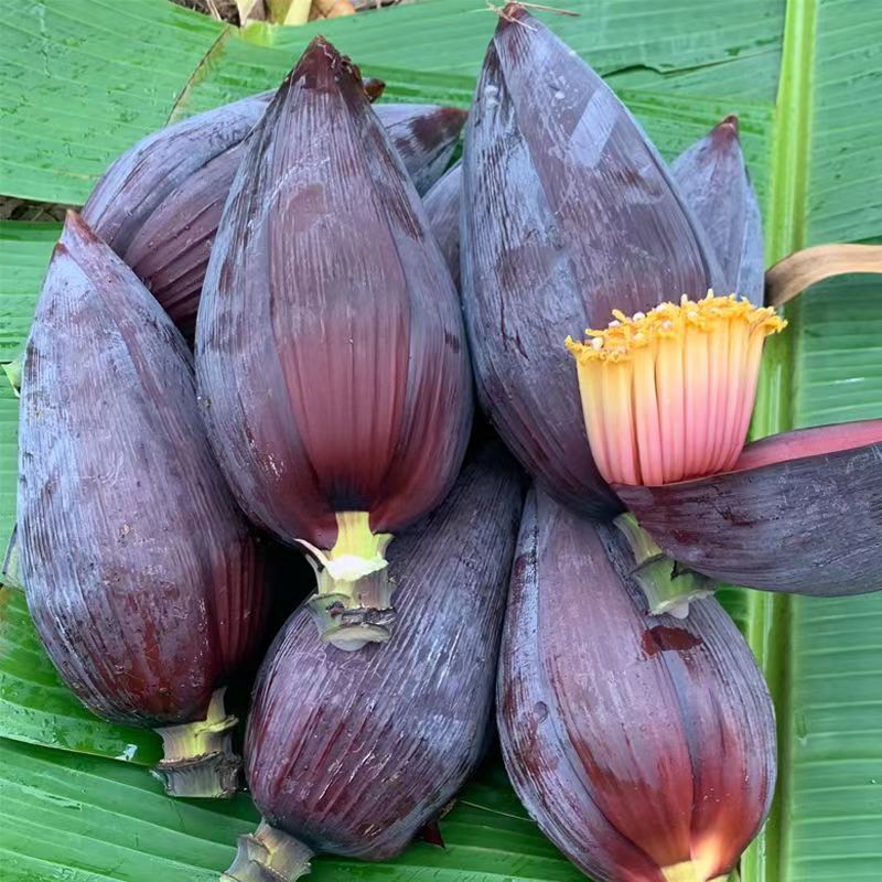 现摘药用芭蕉花可食用香蕉花