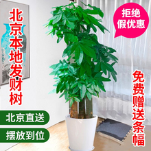 发财树办公室客厅绿植盆栽大型金钱树花卉植物室内花绿化北京发货