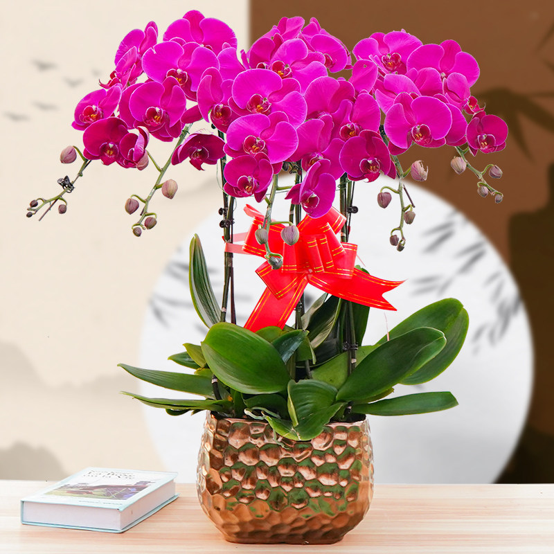 年宵花蝴蝶兰特级兰花春节