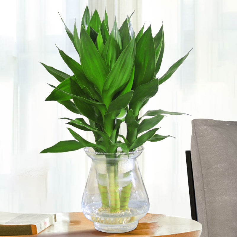水培莲花竹水养水生 花卉厕所盆栽绿植办公室内桌面植物好养的花