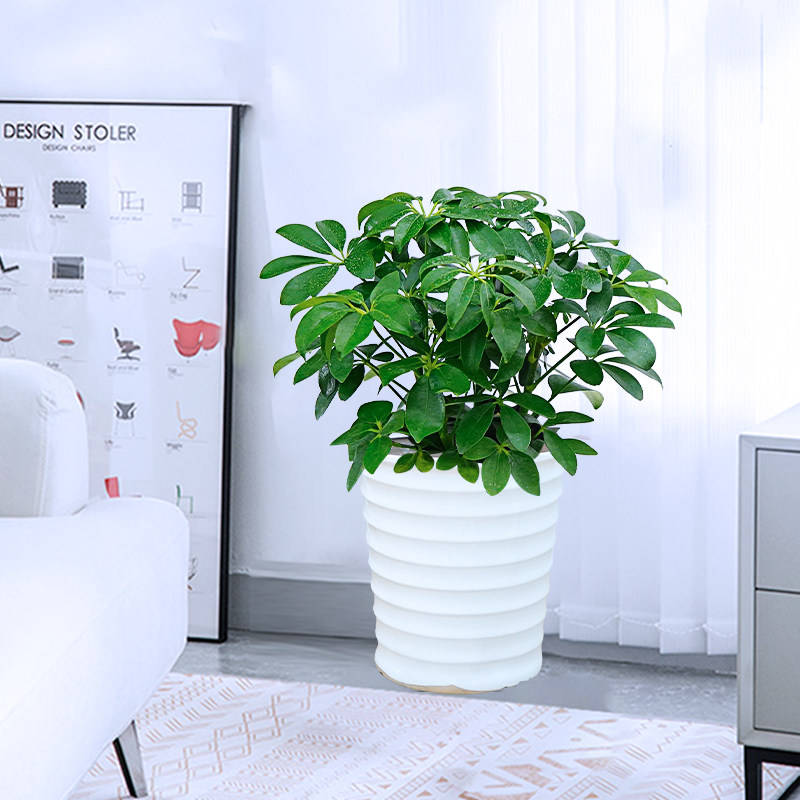 鸭脚木鹅掌鸭掌木盆栽办公室内书房客厅前台常青好养净化空气绿植