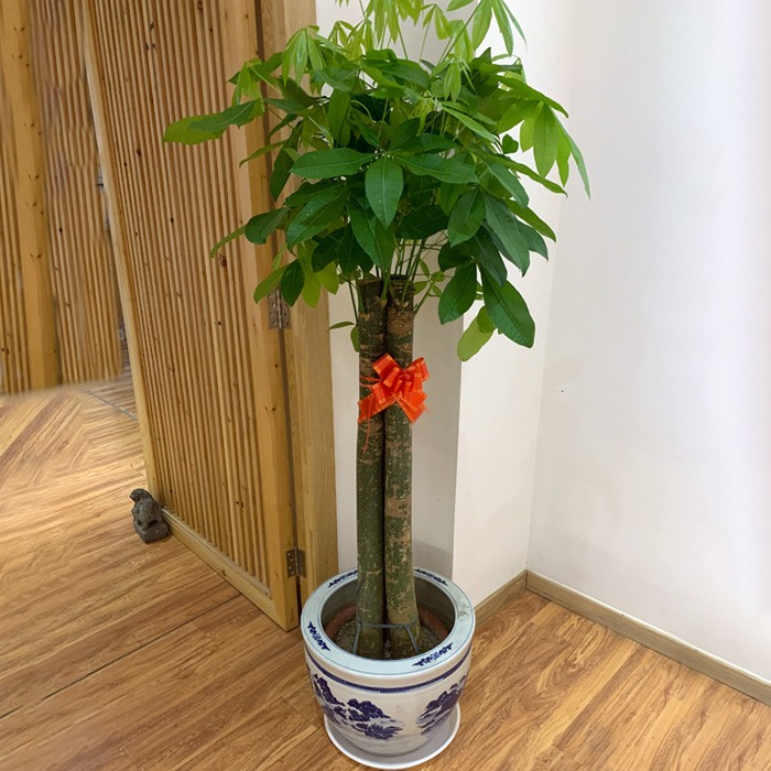 三杆发财树盆栽室内绿植净化空气