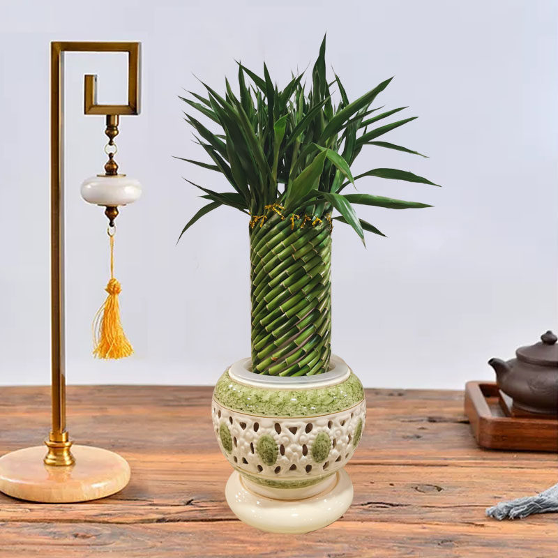 富贵竹编织塔竹水培水养耐阴开运转运观赏室内小盆栽绿植客厅送礼