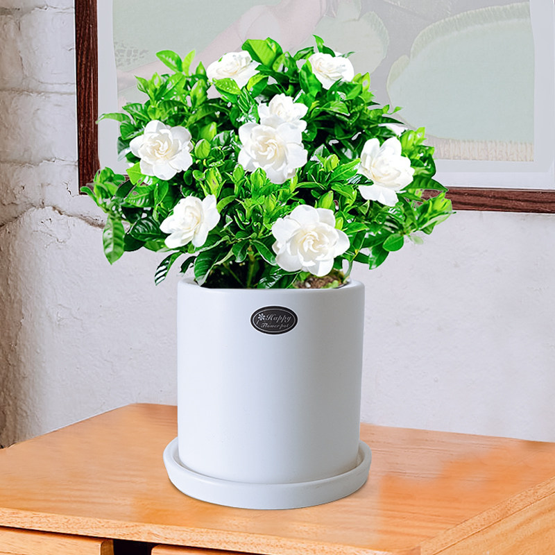 带花苞栀子花开花简单好养送新婚夫妻花卉绿植室内办公室盆栽阳台