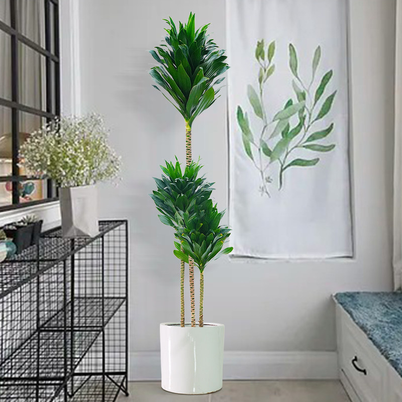 太阳神大型盆栽老桩朱蕉龙血树造型植物室内客厅树办公室阳台绿植