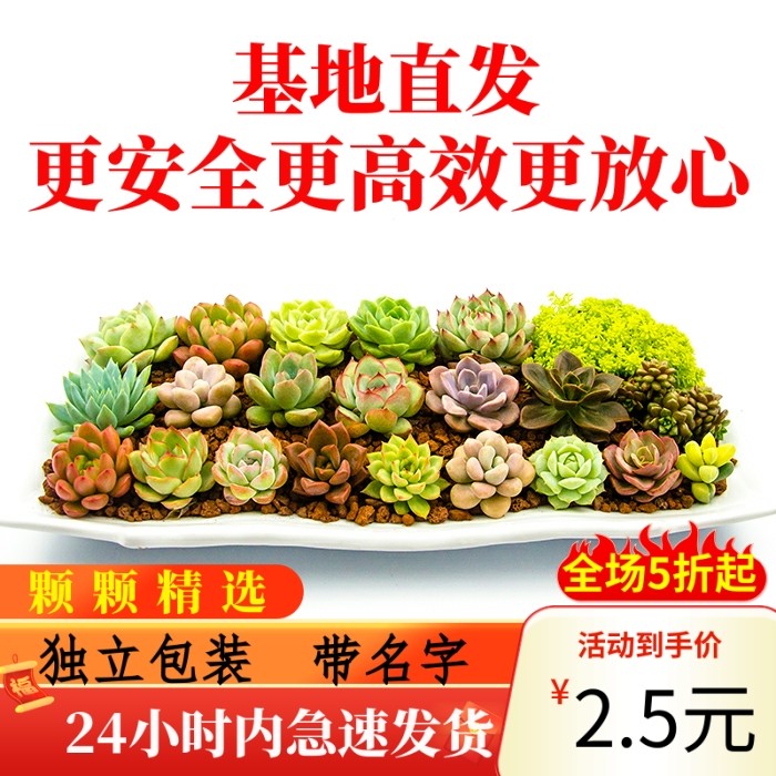 多肉植物20颗肉嘟嘟超萌室内套餐稀有厚脸皮办公室景观防辐射包邮