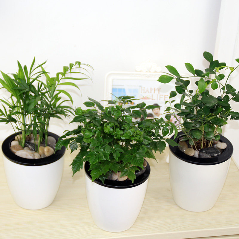 芦荟幸福树铁兰虎皮兰盆栽室内客厅水培植物豆瓣绿九里香榕树花卉