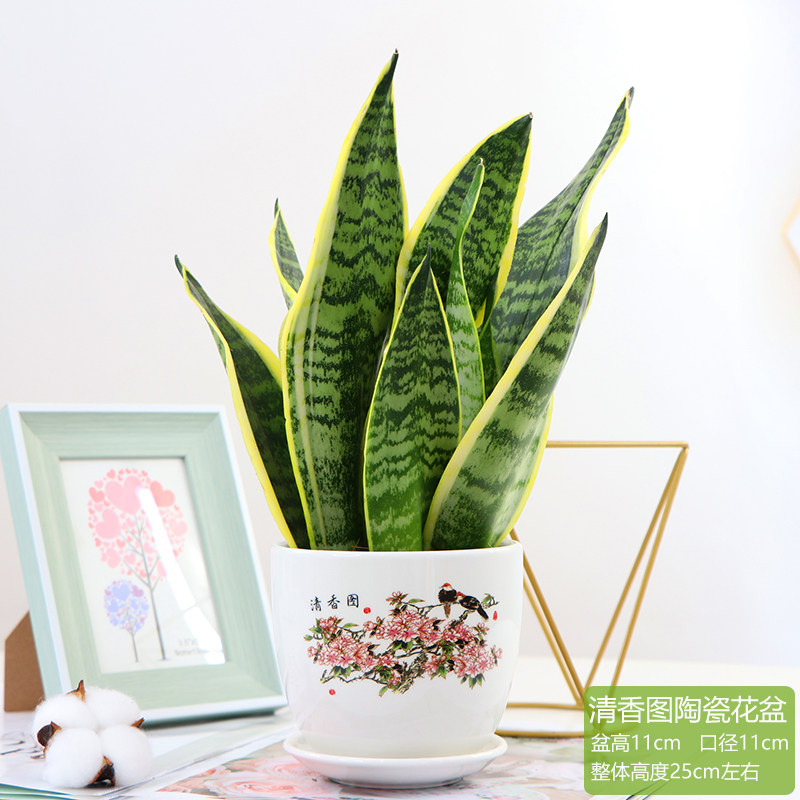 金边虎皮兰植物室内盆栽虎尾兰裸苗客厅大型花卉苗常青