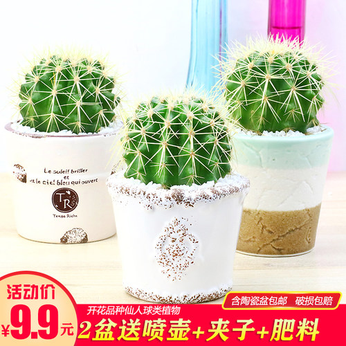 仙人球开花植物花卉盆栽办公室内桌面仙人掌多肉类小盆景苗 - 封面