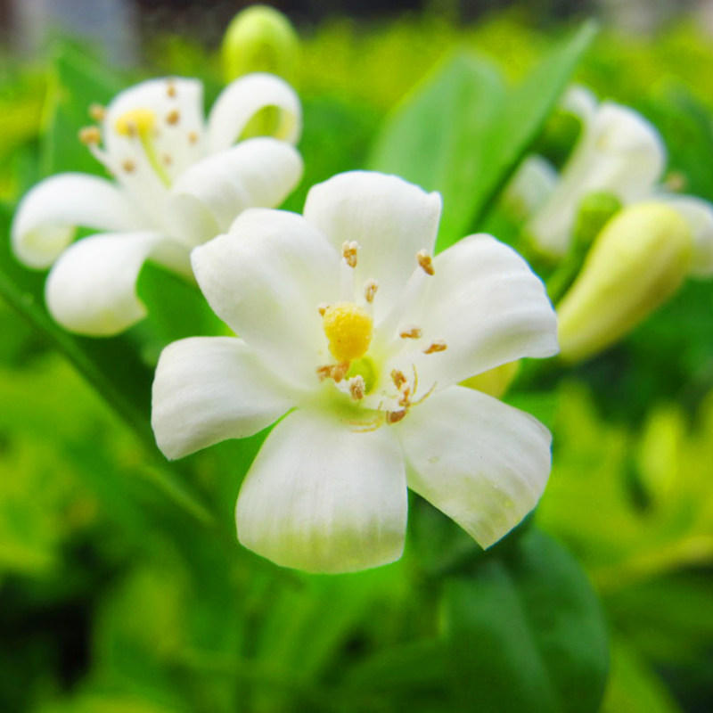 夜来香花树苗 夜来香树苗盆栽夜来香苗 植物