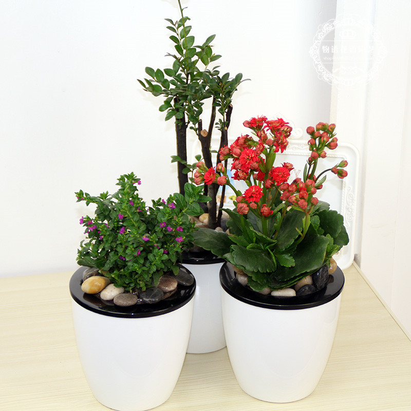 办公桌面盆景紫檀树长寿花罗汉松花卉黄金雀发财树绿植花卉