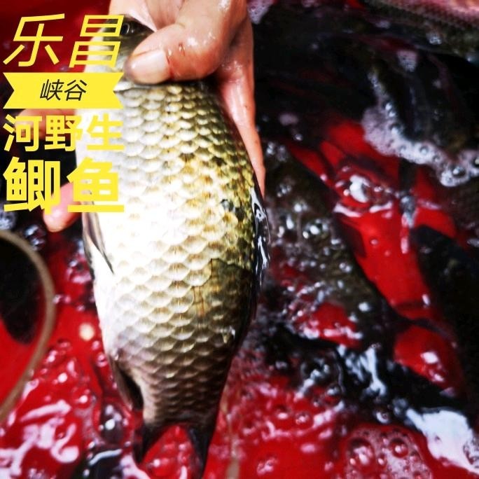 顺丰广东高山河野鲫鱼新鲜淡水河鱼鲜活现杀炖汤产妇下奶2斤大条