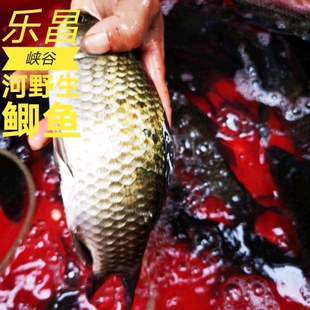 顺丰广东高山河野鲫鱼新鲜淡水河鱼鲜活现杀炖汤产妇下奶2斤大条
