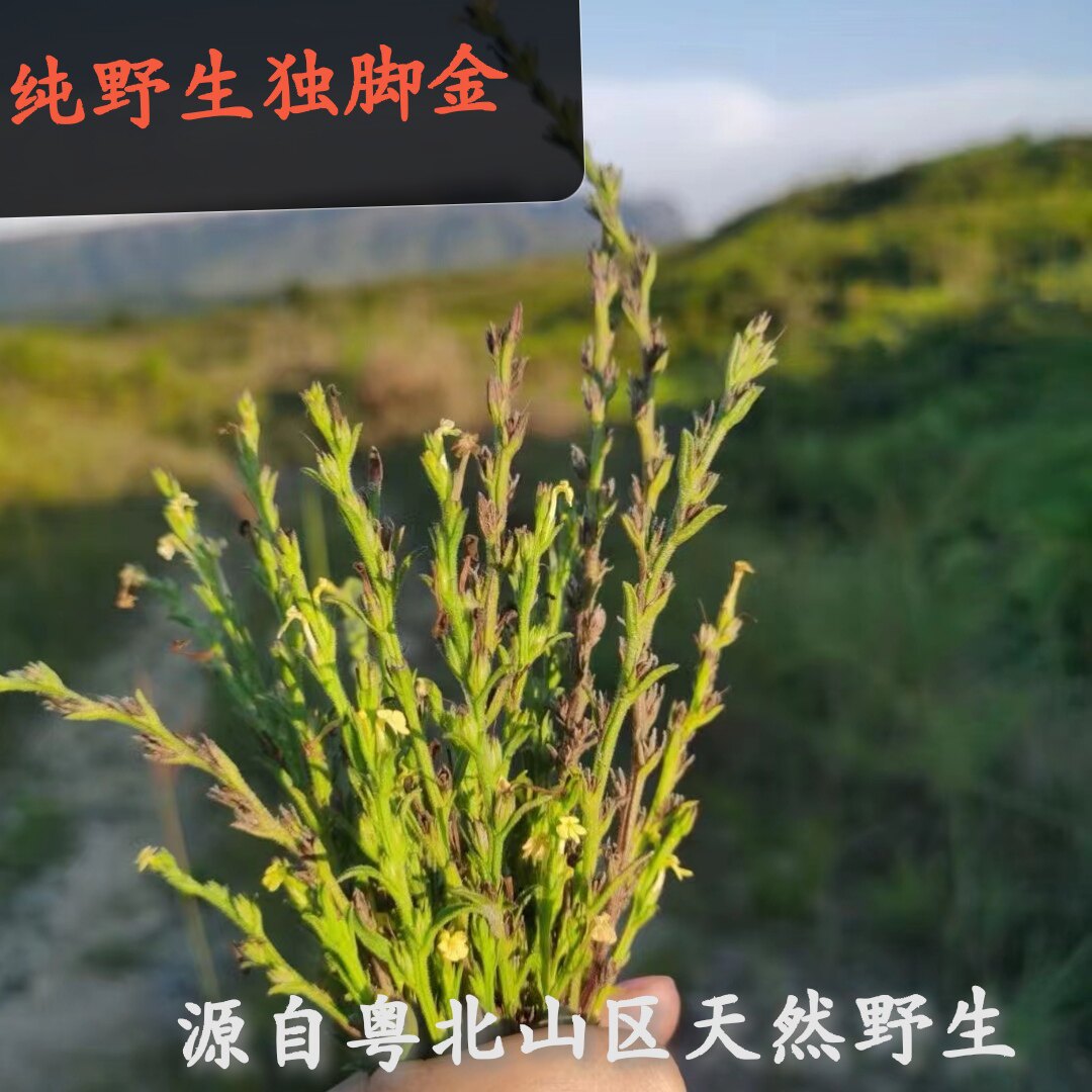 野生独脚金草50克农家高山寻找