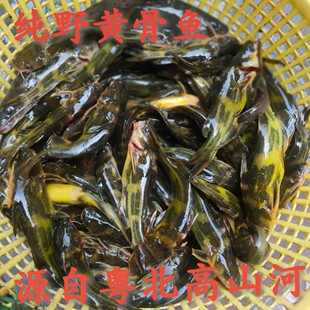 顺丰野黄骨鱼2斤新鲜淡水河鱼鲜活现杀孕妇小孩老人煲汤非养殖