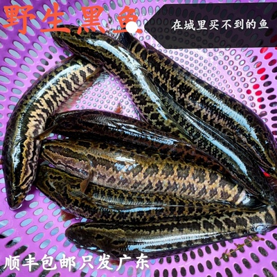 鲜活野的生黑鱼河生鱼煲汤下奶