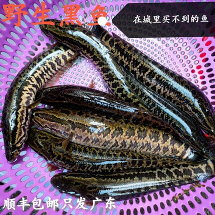 顺丰包邮广东鲜活野的黑鱼现杀高山河生鱼产妇补身煲汤下奶2斤