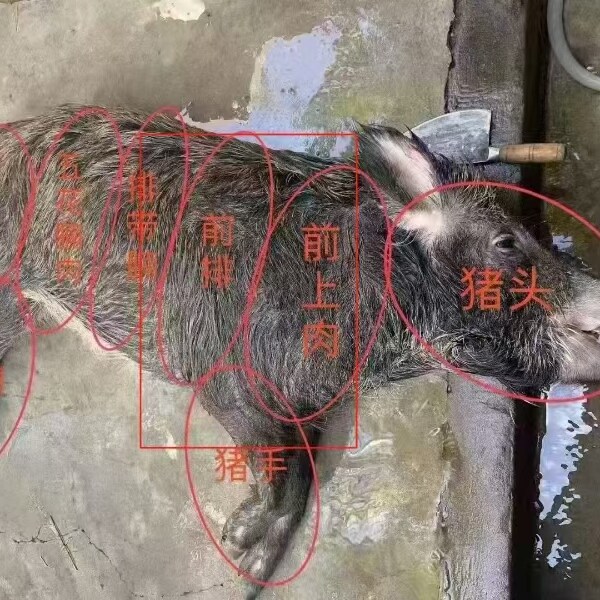现杀山猪新鲜土猪肉嫩爽农家放养